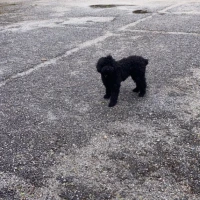 Adopta a Onda