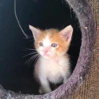 Adopta a Zhark