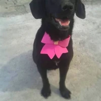 Adopta a Negrita