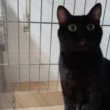 Adopta a Salem