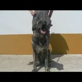 Adopta a Rousi