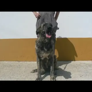 Rousi