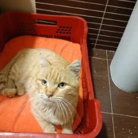 Adopta a Caramelo Fel