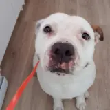 Adopta a Freya