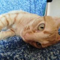 Adopta a Ludo