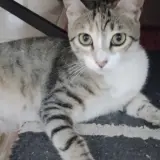 Adopta a Ainoa