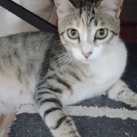 Adopta a Ainoa