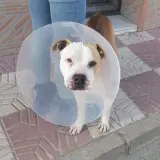 Adopta a Logan