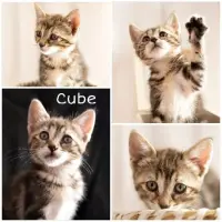 Adopta a Cube