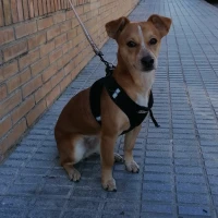 Adopta a Leidy