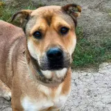 Adopta a Hulk