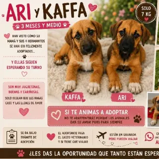 Ari Y Kaffa