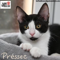 Adopta a Préssec