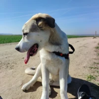 Adopta a Roxana Tumbaco