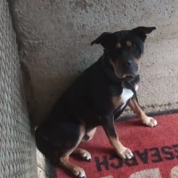 Adopta a Ted