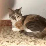 Adopta a Marbella