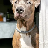 Adopta a Odín