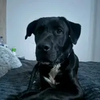 Adopta a Joker