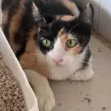 Adopta a Perla