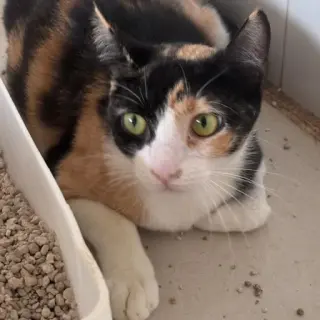 Perla