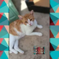 Adopta a Gordo
