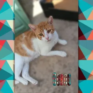 Gordo