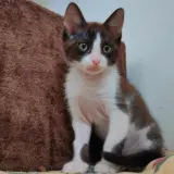 Adopta a Denki