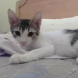 Adopta a Joe
