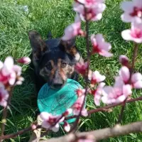 Adopta a Bosco