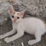 Adopta a Oli