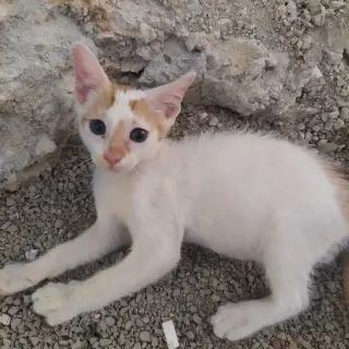 Oli
