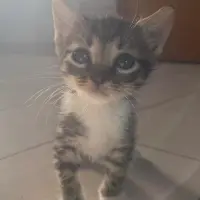 Adopta a Mia