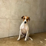 Adopta a Neko, Perrito De 6 Kg En Adopción