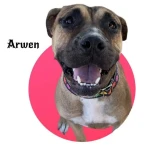 Adopta a Arwen