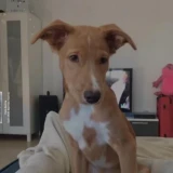 Adopta a Nala