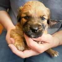 Adopta a Anais