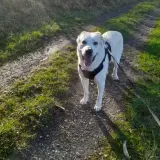 Adopta a Osito