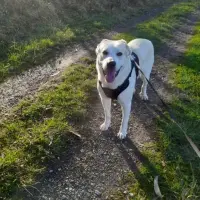 Adopta a Osito