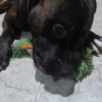 Adopta a Neo