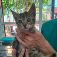 Adopta a Pulguita