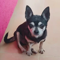 Adopta a Nuska