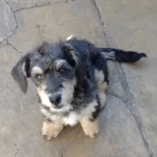 Dolly