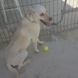 Adopta a Max