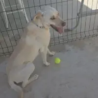 Adopta a Max