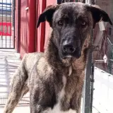 Adopta a Koda
