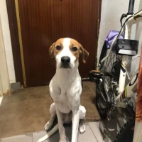 Adopta a Sven