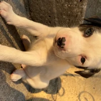 Adopta a Cachorros Cruza de Pitbull