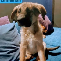 Adopta a Cinnamon