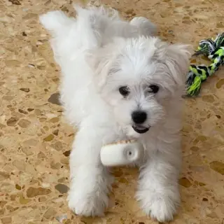 Copito