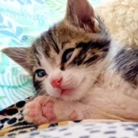 Adopta a Nobu